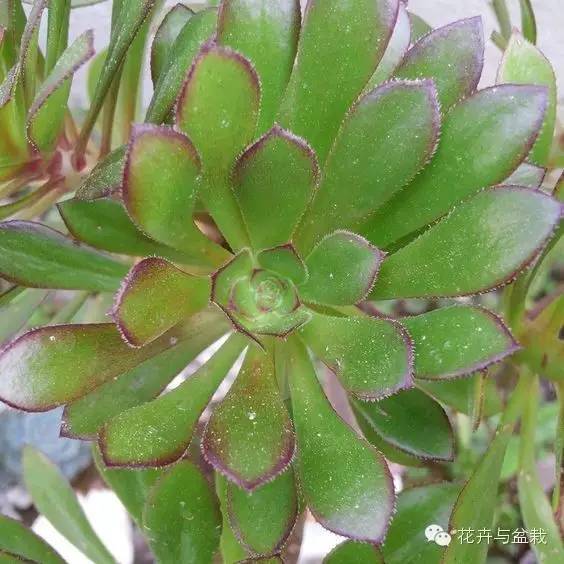 黑法师开花后怎么处理,黑法师花怎么养