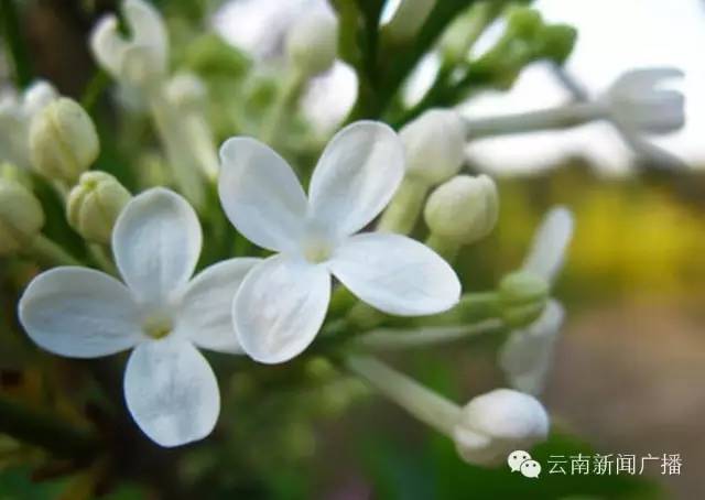 清热解毒润肺止咳生津止渴,生津润肺止咳还防感冒