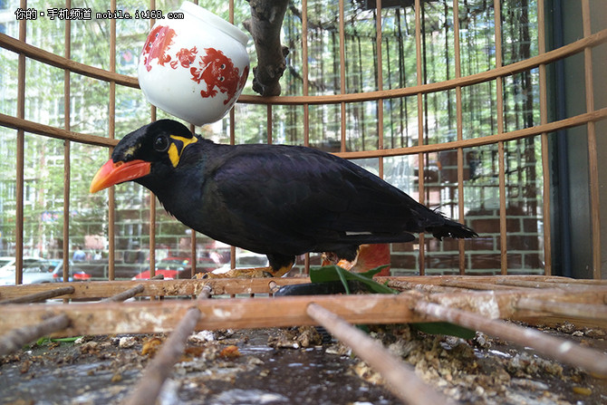 oppor9plus娓告垙娴嬭瘎,oppor9plus娴嬭瘎