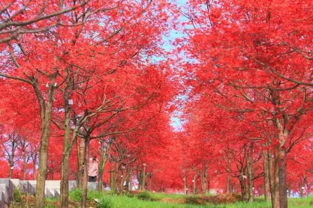 重庆是不是又出名了,为什么重庆在全国名气那么大