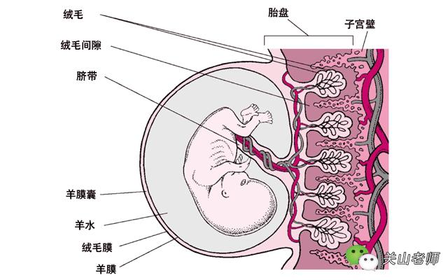 怀孕初期妇科医生说话一点不靠谱,妇科医生孕早期