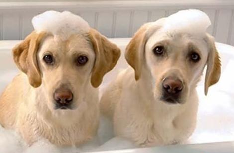 狗狗打嗝要注意可能是生病的前兆,狗狗生病的各种症状以及疗法