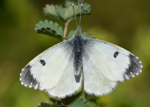 哪些昆虫有三对足两对翅一对触角,什么昆虫是三对足两对翅一对触角