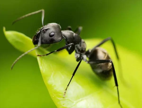 什么昆虫六条腿两个牙齿,什么是昆虫昆虫的定义是什么