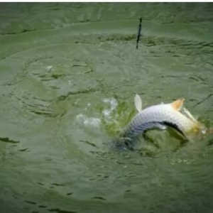 钓鱼新手入门装备钓箱推荐,新手钓鱼入门装备200元