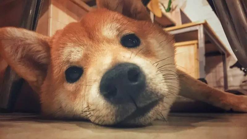 魔都炸鸡哪个牌子好吃,魔都排名第一炸鸡