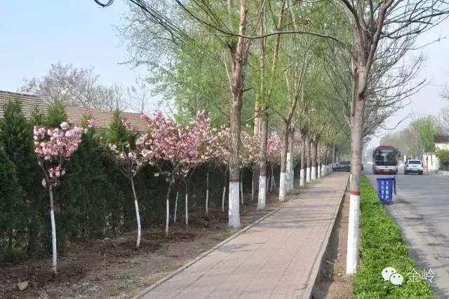 临淄:特色小镇的春天——金岭敬仲朱台齐陵