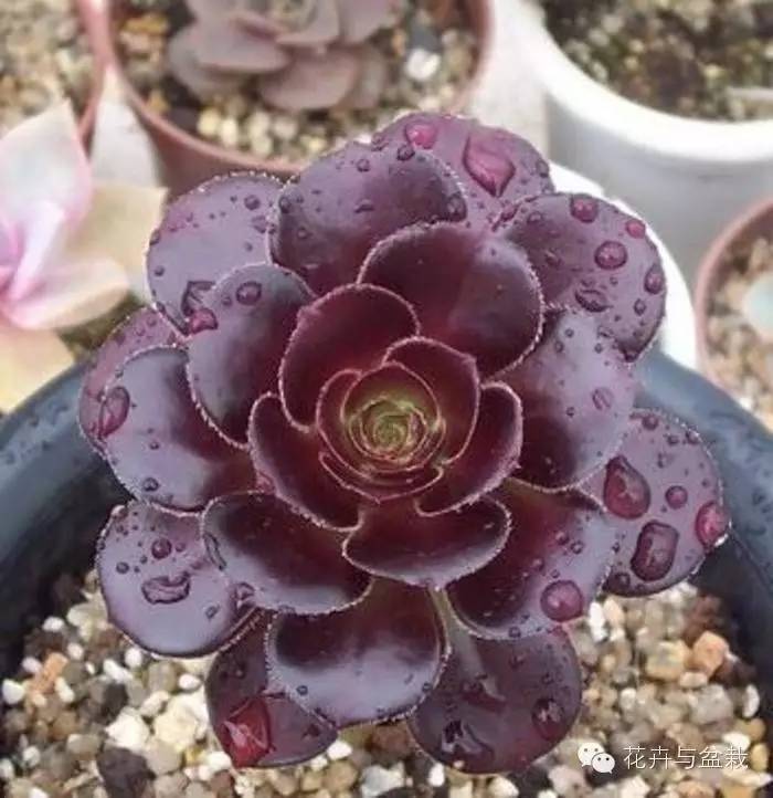 黑法师开花后怎么处理,黑法师花怎么养