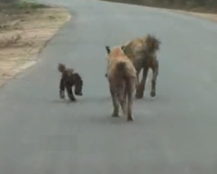蜜獾不大但敢与狮子鬣狗抗衡,蜜獾和鬣狗群大战视频