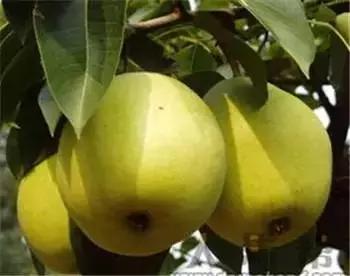 辽宁特色水果常用知识,辽宁好吃的水果特产有哪些