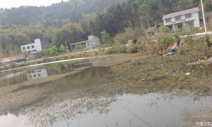 八一水库钓草鱼,八一水库钓青稍