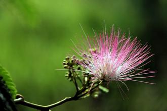 久服安神，欢乐无忧，专治心思不遂神经衰弱，你造吗？