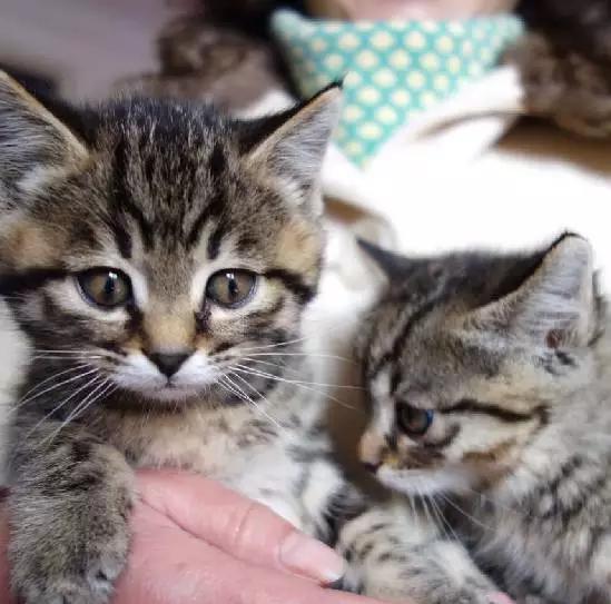 上海领养代替购买,上海领养孩子有补贴吗