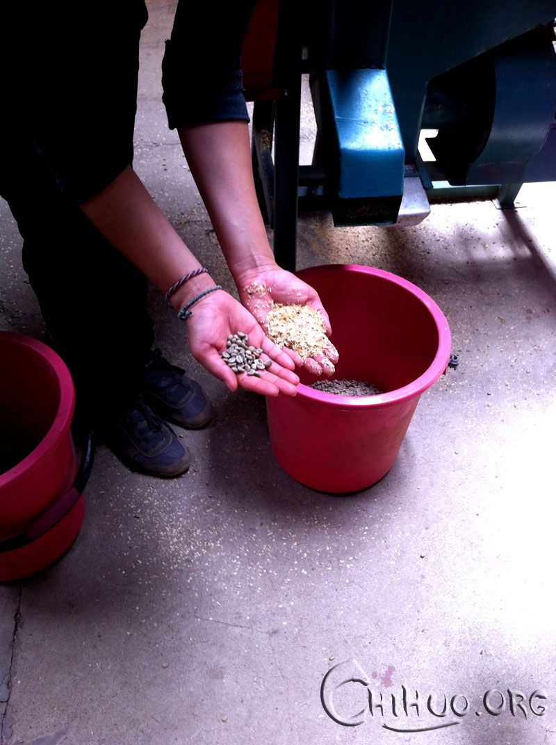 看看咖啡豆要如何才能成为星巴克爸爸