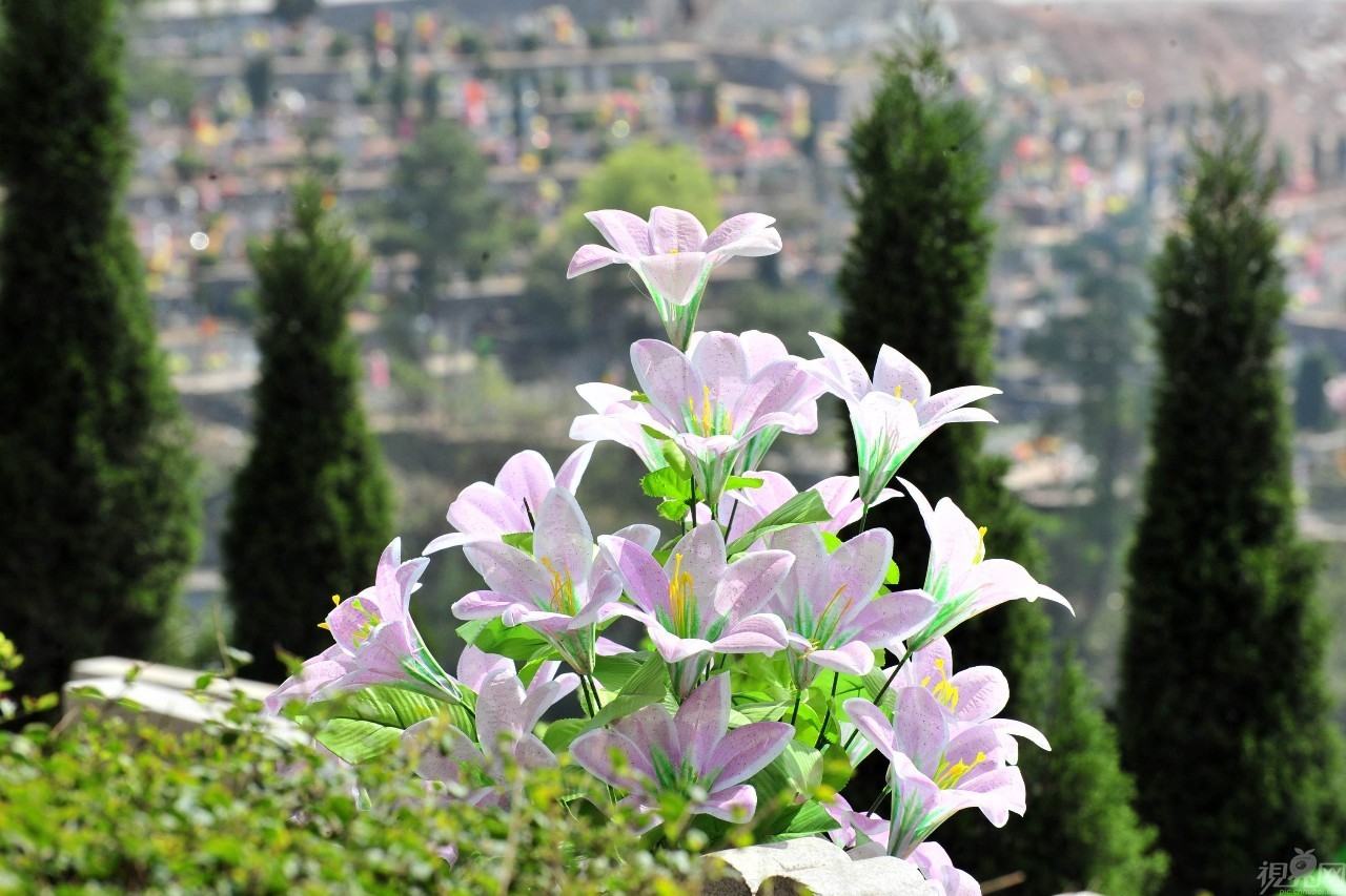 清明假期苏州旅行注意事项,清明小长假第1天苏州