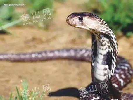 一些人其实是放生实则是杀生,放生又杀生有什么罪过