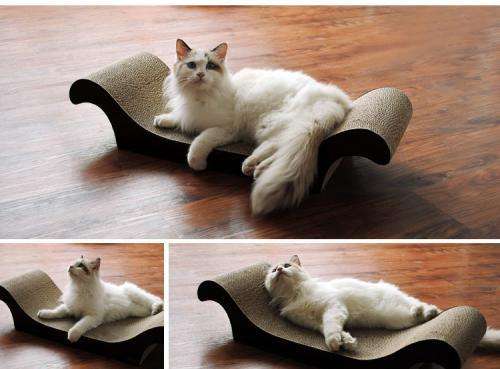 过年带猫回家注意事项,过年带猫回家怎么防止它不乱跑