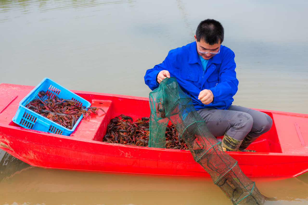 龙虾怎样养殖要注意哪些问题,龙虾怎么样养殖视频