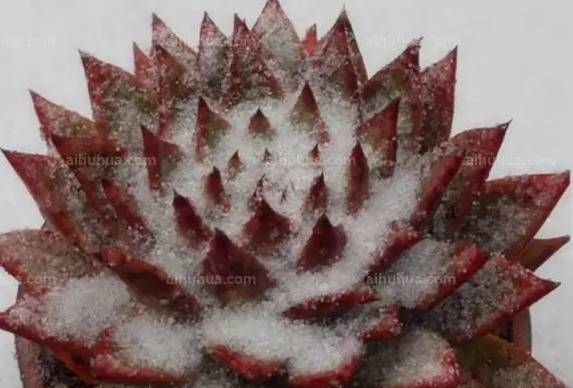 Ohmygod!!我的多肉冻成这样了，怎么办？