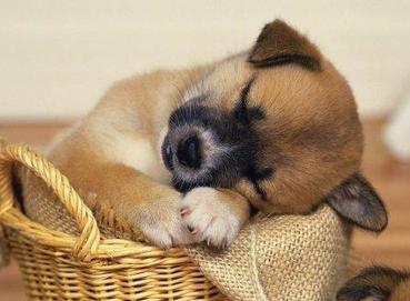 十种足以将狗狗致死的事情！