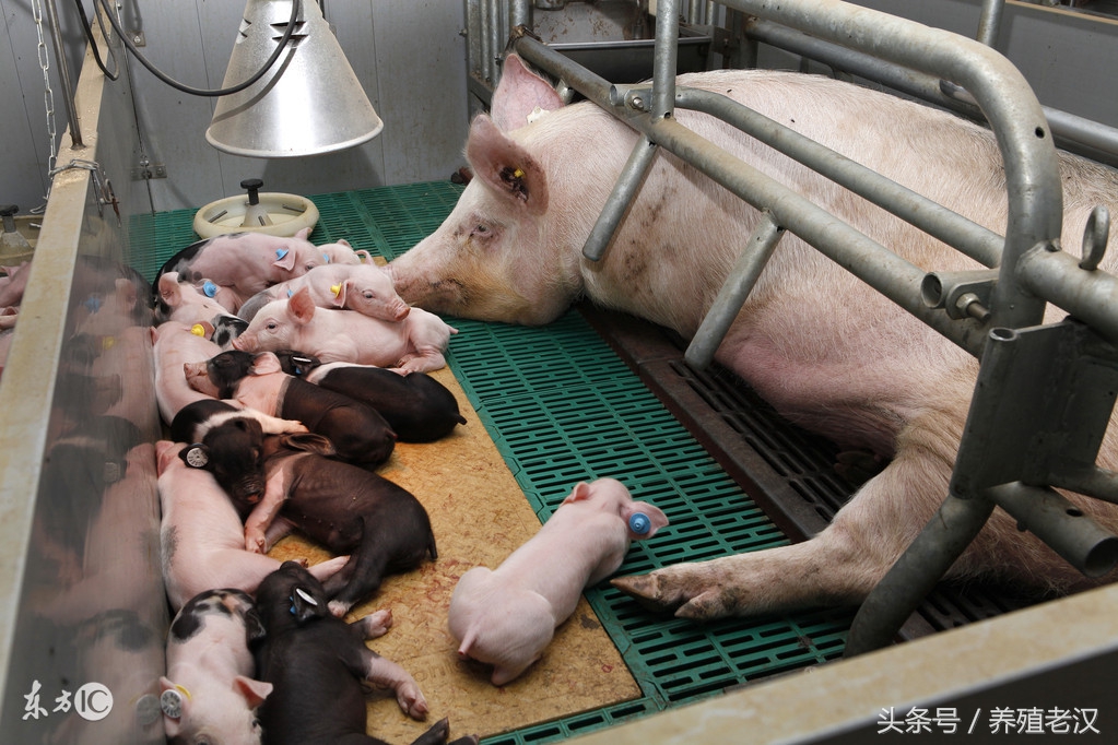 母猪产子如何护理视频,母猪的饲养管理和如何增加产仔数