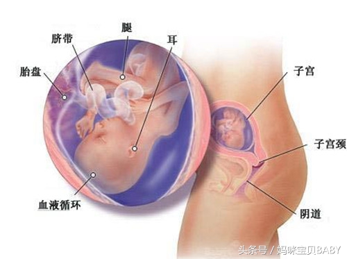 十八周胎动在毛毛上面一点正常吗,孕十八周胎儿在哪个位置胎动