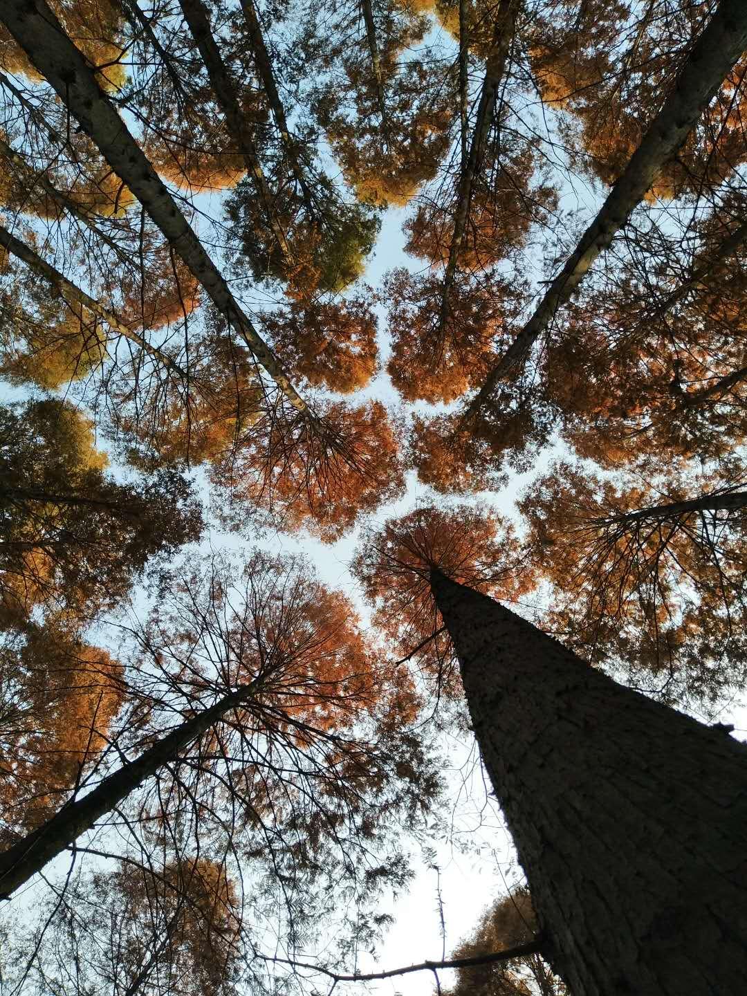 手拍世界作品集402期,2022年世界手机摄影大赛征稿