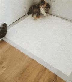 网友家的猫坐键盘上，偶然竟打出这几个字，可以说，细思极恐了！