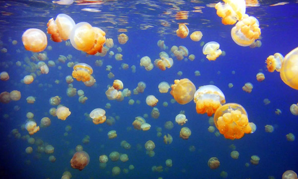 帕劳旅游攻略必去的景点,帕劳旅游攻略2015