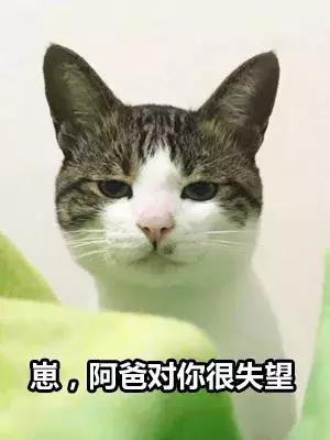 网友家的猫坐键盘上，偶然竟打出这几个字，可以说，细思极恐了！