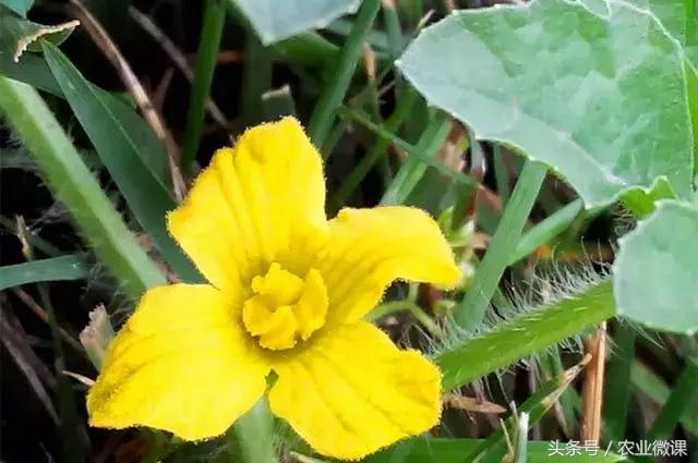 控制西瓜苗疯长,西瓜疯长怎么办视频