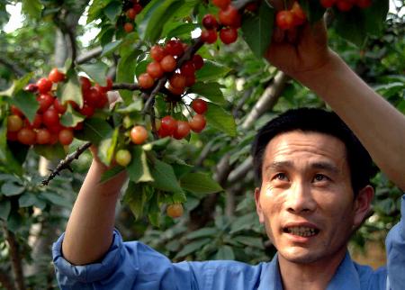 农村发家致富的独门绝技,农民省力省钱