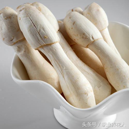 无毒菌类有哪些,九大有毒菌类知识普及