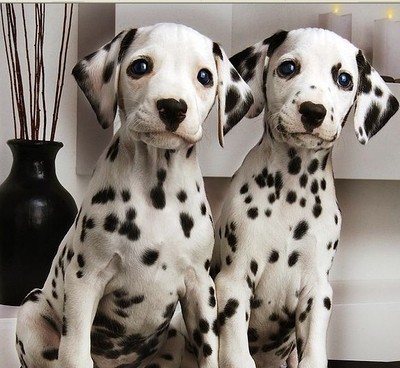 幼犬的养护基本知识,幼犬注意事项及护理方法