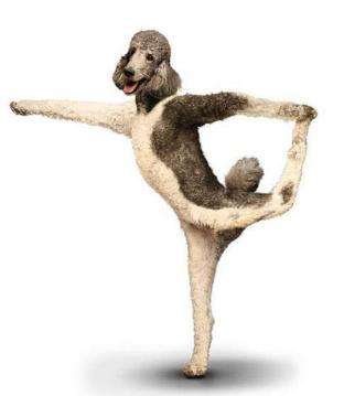 狗狗螨虫皮肤病,狗狗皮肤病结痂