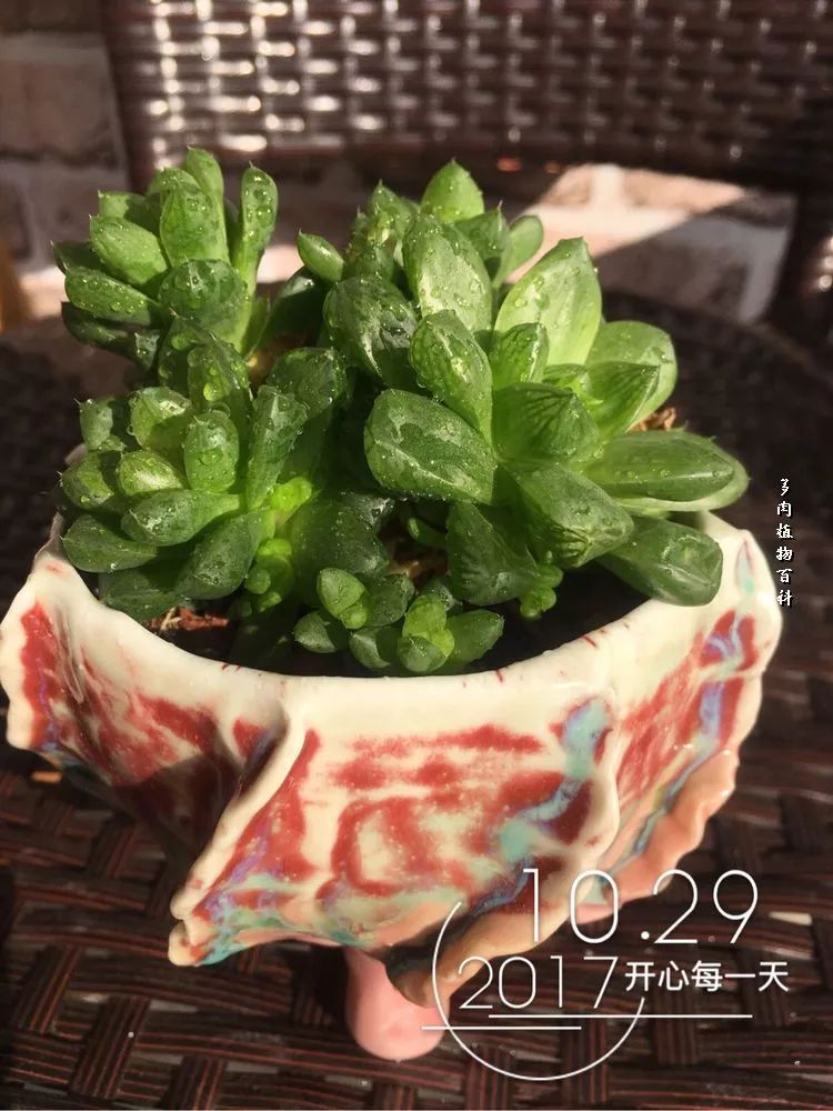 家有3姐妹,家有三姐妹好幸福