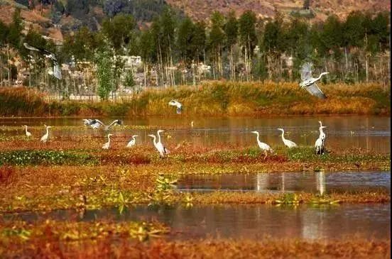 我美丽的家乡弥渡,我的家乡弥渡作文