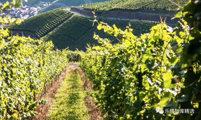 葡萄酒行业深度报告：探底逐步完成，静待行业重回增长