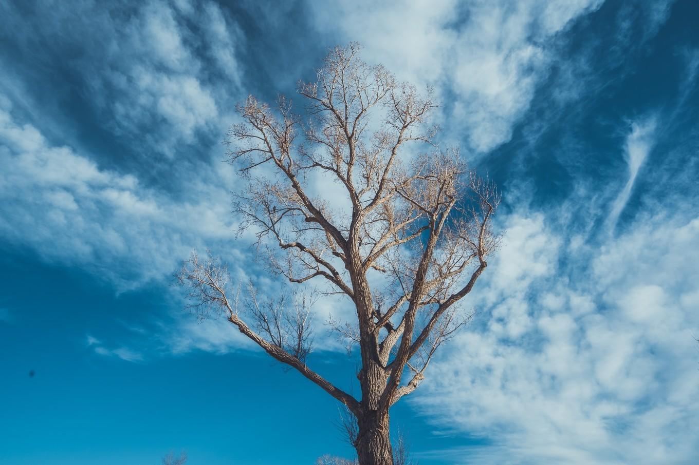鍐呭崕杈惧窞鑻辨枃姝屾洸,鍐呭崕杈惧窞鐨勬瓕
