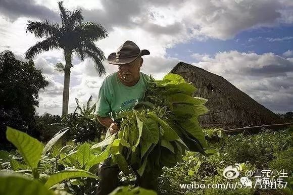 蒙特雪茄5号的问题,常见雪茄颜色有几种