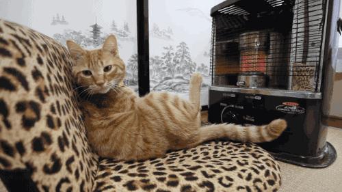 北方的猫过冬靠暖气,那南方的猫靠啥?