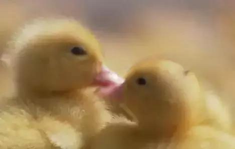 大雪吃什么粥,大雪吃什么火锅