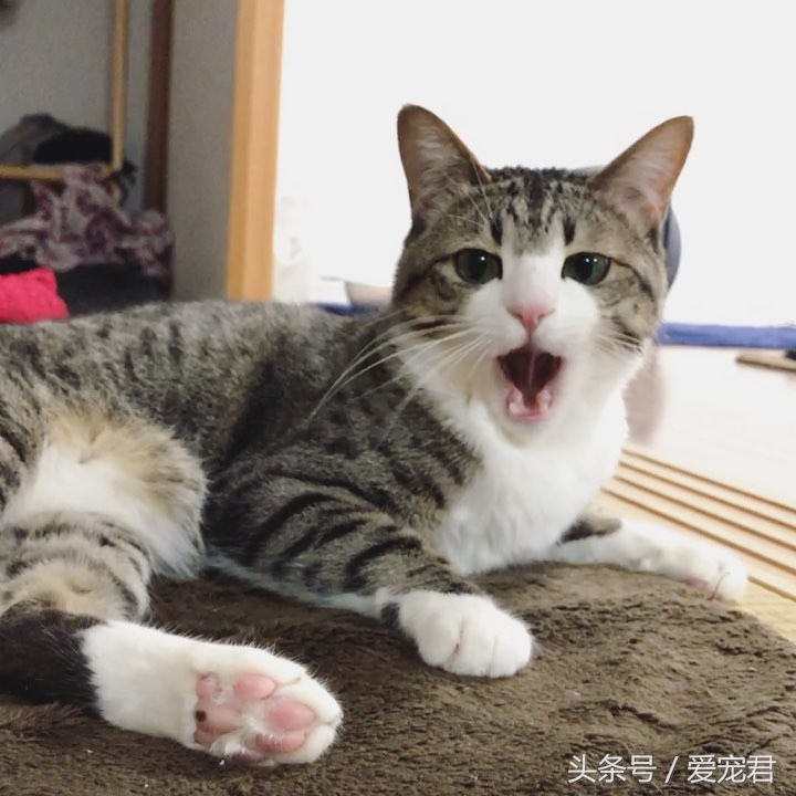 铲屎官给猫咪喂粮,铲屎官给猫咪准备鸡腿
