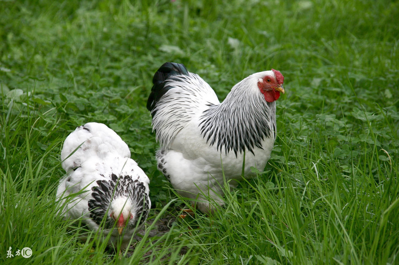 饲料除霉味最有效的方法,饲料防霉与去霉的方法