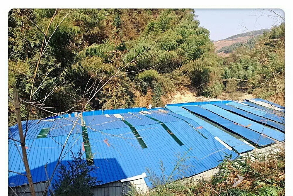 高山生态养殖石蛙,石蛙养殖海拔