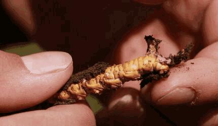 冬虫夏草哪些人不宜吃,吃冬虫夏草能增加免疫力是真的吗