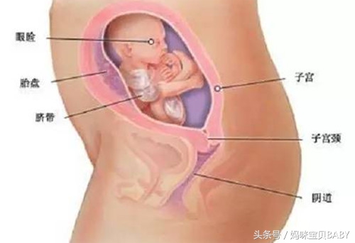 怀孕23周胎儿在发育什么,怀孕第二十八周胎儿发育情况