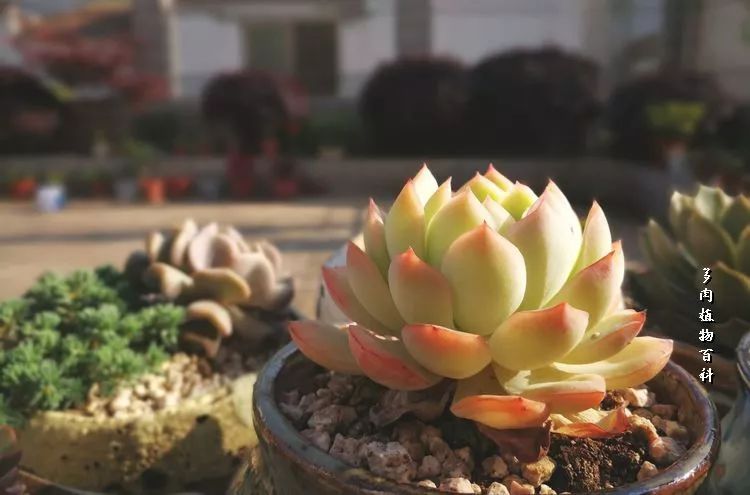 与多肉作伴,与多肉相伴的视频