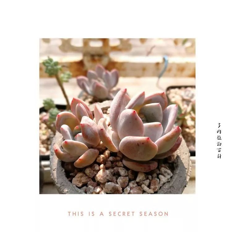 与多肉作伴,与多肉相伴的视频