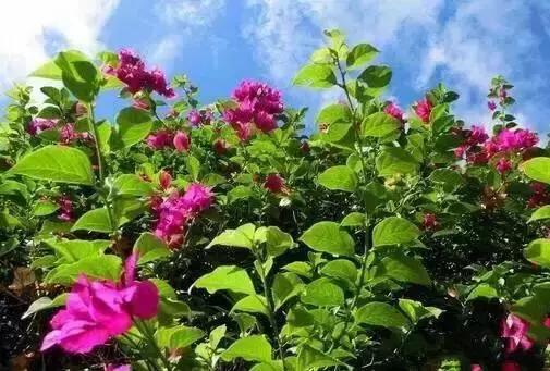 多彩的西双版纳,多彩云南版纳